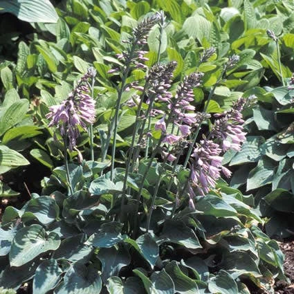 Funkia/Hartlelie (Hosta 'Blue Cadet') 5 Funkia/Hartlelie (Hosta 'Blue Cadet') - Afbeelding 3