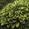 Funkia/Hartlelie (Hosta 'Golden Tiara') 1 Funkia/Hartlelie (Hosta 'Golden Tiara') -Tuinplanten Winkel hogtiara 1