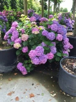 Hortensia (Hydrangea 'Endless Summer' Blauw) 10 Hortensia (Hydrangea 'Endless Summer' Blauw) -Tuinplanten Winkel hortensia blauw c50