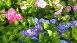 Hortensia (Hydrangea 'Endless Summer' Blauw) 11 Hortensia (Hydrangea 'Endless Summer' Blauw) -Tuinplanten Winkel hortensia endless summer