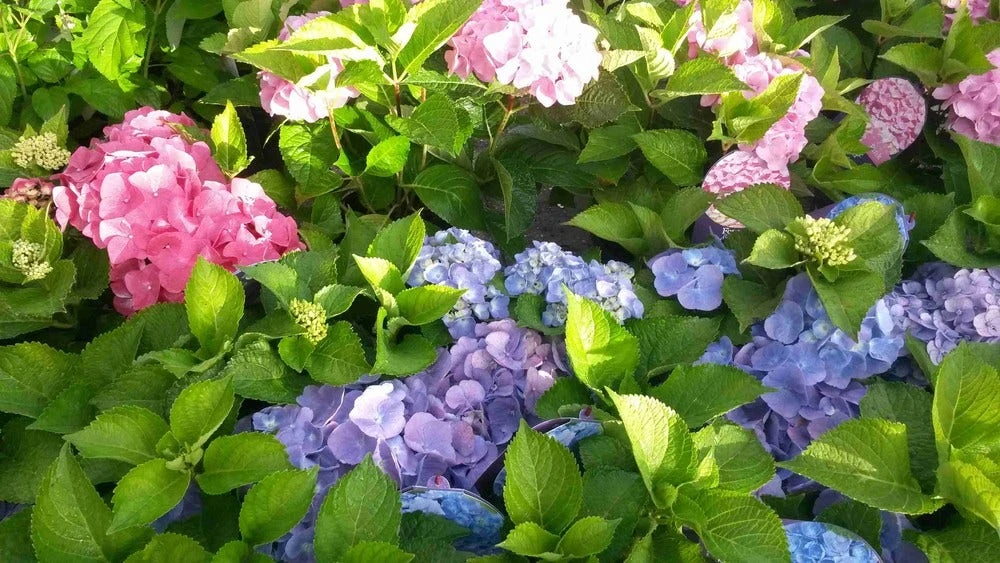 Hortensia (Hydrangea 'Endless Summer' Blauw) 7 Hortensia (Hydrangea 'Endless Summer' Blauw) - Afbeelding 5
