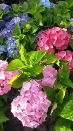 Hortensia (Hydrangea 'Endless Summer' Blauw) 14 Hortensia (Hydrangea 'Endless Summer' Blauw) -Tuinplanten Winkel hortensia endless summer 2 1