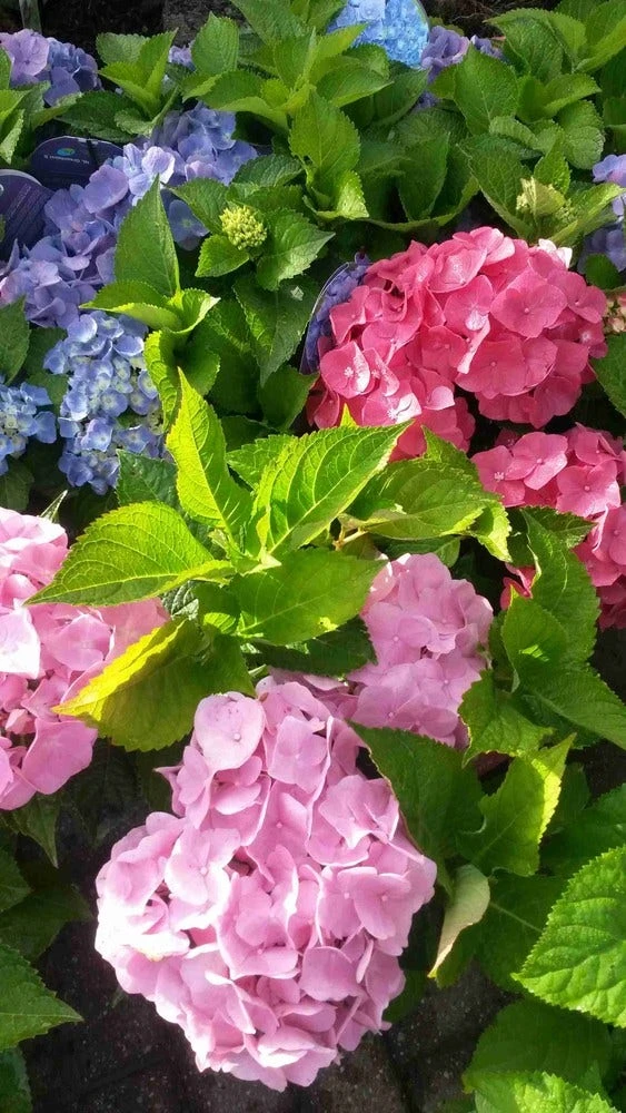Hortensia (Hydrangea 'Endless Summer' Blauw) 8 Hortensia (Hydrangea 'Endless Summer' Blauw) - Afbeelding 6