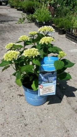 Hortensia (Hydrangea 'Endless Summer' Blauw) 15 Hortensia (Hydrangea 'Endless Summer' Blauw) -Tuinplanten Winkel hortensia endless summer 3