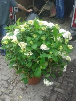 Hortensia (Hydrangea Macrophylla 'Madame Emile Mouilere') -Tuinplanten Winkel hortensia mad emile mouilere