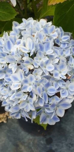 Hortensia (Hydrangea 'Peppermint') -Tuinplanten Winkel hortensia peppermint