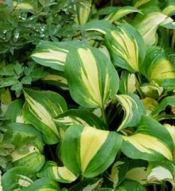Funkia/Hartlelie (Hosta 'Great Expectations') -Tuinplanten Winkel hosta greatexpectations lm01