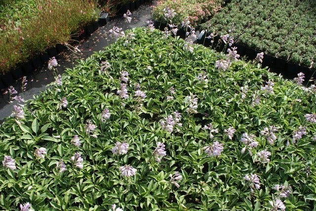 Funkia/Hartlelie (Hosta 'Blue Cadet') 6 Funkia/Hartlelie (Hosta 'Blue Cadet') - Afbeelding 4