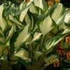 Funkia/Hartlelie (Hosta 'Fire And Ice') -Tuinplanten Winkel hosta fire and ice
