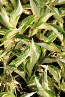 Funkia/Hartlelie (Hosta 'Fire And Ice') -Tuinplanten Winkel hosta fire and ice 1