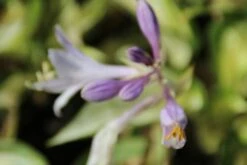 Funkia/Hartlelie (Hosta 'Fire And Ice') -Tuinplanten Winkel hosta fire and ice 2