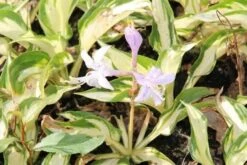 Funkia/Hartlelie (Hosta 'Fire And Ice') -Tuinplanten Winkel hosta fire and ice 3