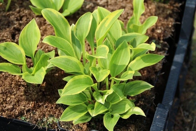 Funkia/Hartlelie (Hosta 'Golden Tiara') 5 Funkia/Hartlelie (Hosta 'Golden Tiara') - Afbeelding 3