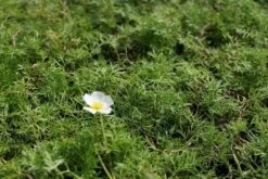 Waterviolier (Hottonia Palustris) -Tuinplanten Winkel hottonia palustris 1