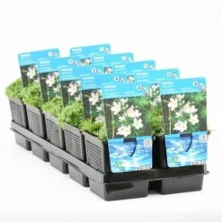 Waterviolier (Hottonia Palustris) -Tuinplanten Winkel hottonia palustris t