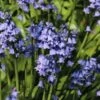 Boshyacint (Hyacinthoides Hispanica Blauw) -Tuinplanten Winkel hyacinthoides hispanica blauw 2