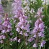 Boshyacint (Hyacinthoides 'hispanica Roze') -Tuinplanten Winkel hyacinthoides hispanica roze