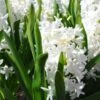 Hyacint (Hyacinthus Orientalis 'Aiolos'') -Tuinplanten Winkel hyacinthus aiolos