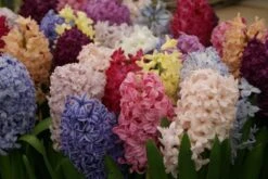 Hyacint (Hyacinten Mix)