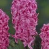 Hyacint (Hyacinthus 'Pink Pearl') 1 Hyacint (Hyacinthus 'Pink Pearl') -Tuinplanten Winkel hyacinthus pink pearl