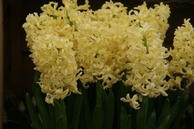 Hyacint (Hyacinthus 'Yellow Queen') 4 Hyacint (Hyacinthus 'Yellow Queen') - Afbeelding 2