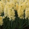 Hyacint (Hyacinthus 'Yellow Queen') -Tuinplanten Winkel hyacinthus yellowqueen 2