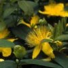 Hertshooi (Hypericum Calycinum) -Tuinplanten Winkel hycalyci 2