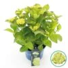 Hortensia 'Caipirinha' (Hydrangea 'Royalty Collection')-Plant In Pot-30/40 Cm 1 Hortensia 'Caipirinha' (Hydrangea 'Royalty Collection')-Plant In Pot-30/40 Cm -Tuinplanten Winkel hydr royalty caipirinha c5 1 cmvxd