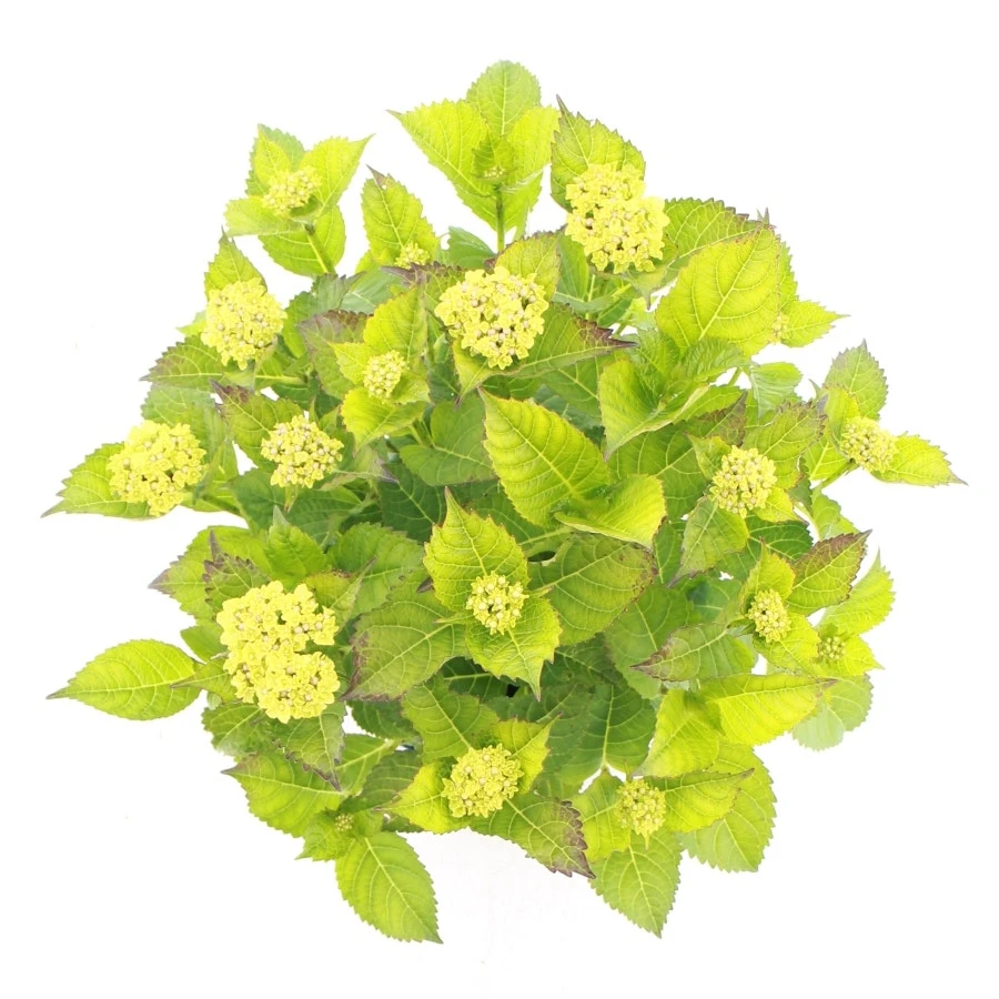 Hortensia 'Caipirinha' (Hydrangea 'Royalty Collection')-Plant In Pot-30/40 Cm 4 Hortensia 'Caipirinha' (Hydrangea 'Royalty Collection')-Plant In Pot-30/40 Cm - Afbeelding 2