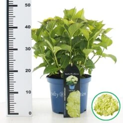 Hortensia 'Caipirinha' (Hydrangea 'Royalty Collection')-Plant In Pot-30/40 Cm 7 Hortensia 'Caipirinha' (Hydrangea 'Royalty Collection')-Plant In Pot-30/40 Cm -Tuinplanten Winkel hydr royalty caipirinha c5 3 zlh6g