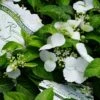 Hortensia (Hydrangea Hybr. 'Runaway Bride') -Tuinplanten Winkel hydrangea runawaybridelm01b