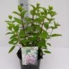 Pluimhortensia (Hydrangea Paniculata 'Angels Blush') -Tuinplanten Winkel hydrangea angels blush 29 6