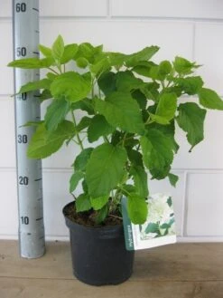 Hortensia (Hydrangea Arborescens 'Annabelle') -Tuinplanten Winkel hydrangea annabelle c3 16 8 2018 1