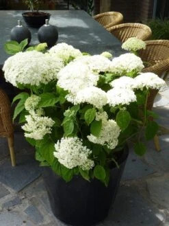 Hortensia (Hydrangea 'Strong Annabelle') -Tuinplanten Winkel hydrangea arb incrediball