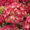 Hortensia (Hydrangea Black Diamonds Red Angel) -Tuinplanten Winkel hydrangea black diamonds red angel 2