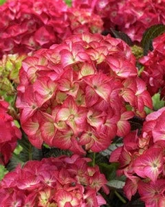Hortensia (Hydrangea Black Diamonds Red Angel) 3 Hortensia (Hydrangea Black Diamonds Red Angel)