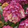 Hortensia (Hydrangea Black Diamonds Red Angel Purple) -Tuinplanten Winkel hydrangea black diamonds red angel purple 2