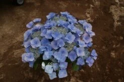 Hortensia (Hydrangea Macrophylla 'Blaumeise') -Tuinplanten Winkel hydrangea blauwmeise