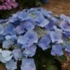 Hortensia (Hydrangea Macrophylla 'Blaumeise') -Tuinplanten Winkel hydrangea blauwmeise 2