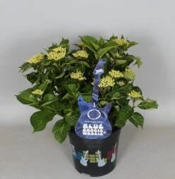 Hortensia Blue Boogiewoogie (Hydrangea 'Music Collection') 9 Hortensia Blue Boogiewoogie (Hydrangea 'Music Collection') -Tuinplanten Winkel hydrangea blue boogiewoogie 3 1