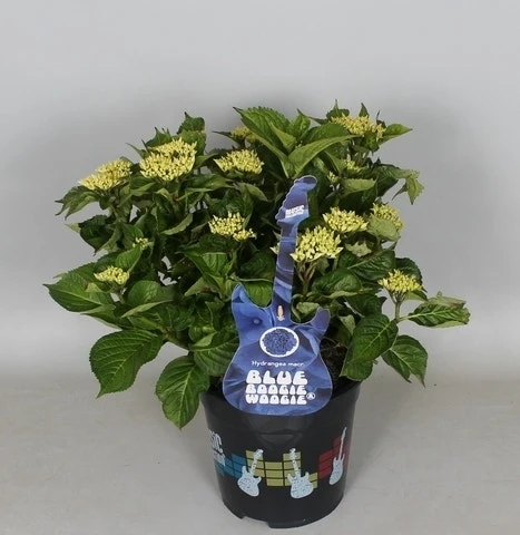 Hortensia Blue Boogiewoogie (Hydrangea 'Music Collection') 6 Hortensia Blue Boogiewoogie (Hydrangea 'Music Collection') - Afbeelding 4