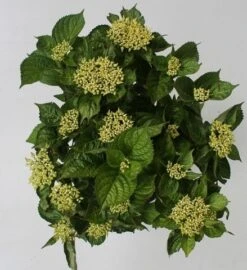 Hortensia Blue Boogiewoogie (Hydrangea 'Music Collection') 8 Hortensia Blue Boogiewoogie (Hydrangea 'Music Collection') -Tuinplanten Winkel hydrangea blue boogiewoogie 4 1