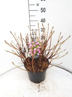 Hortensia (Hydrangea Macrophylla 'Bouquet Rose') 13 Hortensia (Hydrangea Macrophylla 'Bouquet Rose') -Tuinplanten Winkel hydrangea bouquet rose c10 v01