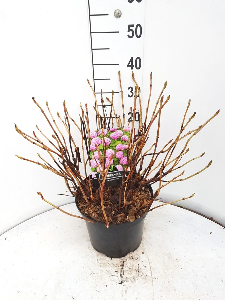 Hortensia (Hydrangea Macrophylla 'Bouquet Rose') 8 Hortensia (Hydrangea Macrophylla 'Bouquet Rose') - Afbeelding 6