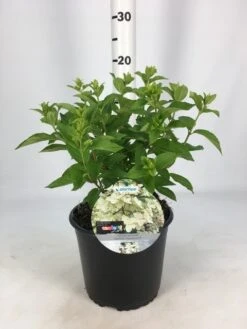 Pluimhortensia (Hydrangea Paniculata 'Confetti') -Tuinplanten Winkel hydrangea confetti 26 06