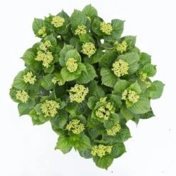 Hortensia Deep Purple Dance (Hydrangea 'Music Collection') 10 Hortensia Deep Purple Dance (Hydrangea 'Music Collection') -Tuinplanten Winkel hydrangea deep purple dance c5 3