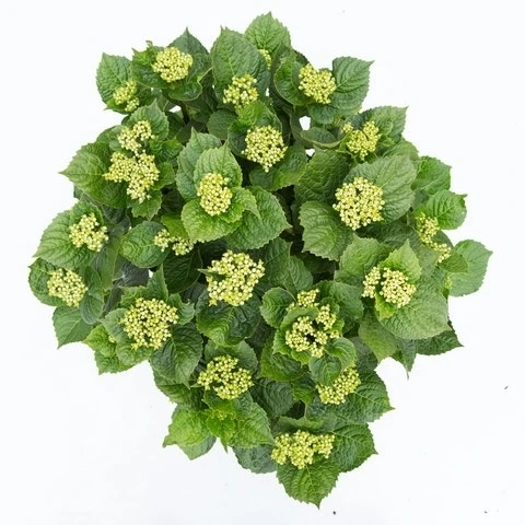 Hortensia Deep Purple Dance (Hydrangea 'Music Collection') 6 Hortensia Deep Purple Dance (Hydrangea 'Music Collection') - Afbeelding 4