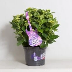 Hortensia Deep Purple Dance (Hydrangea 'Music Collection') 11 Hortensia Deep Purple Dance (Hydrangea 'Music Collection') -Tuinplanten Winkel hydrangea deep purple dance c5 4