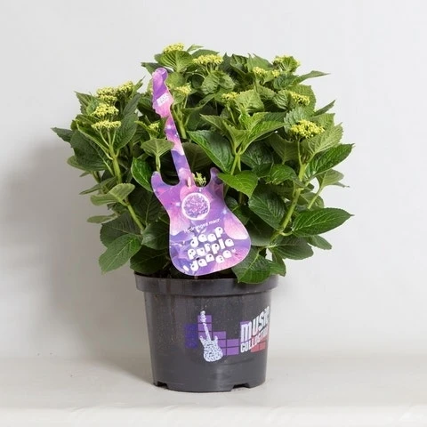Hortensia Deep Purple Dance (Hydrangea 'Music Collection') 7 Hortensia Deep Purple Dance (Hydrangea 'Music Collection') - Afbeelding 5
