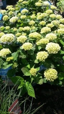 Hortensia (Hydrangea 'Endless Summer The Bride') 9 Hortensia (Hydrangea 'Endless Summer The Bride') -Tuinplanten Winkel hydrangea endless summer 1
